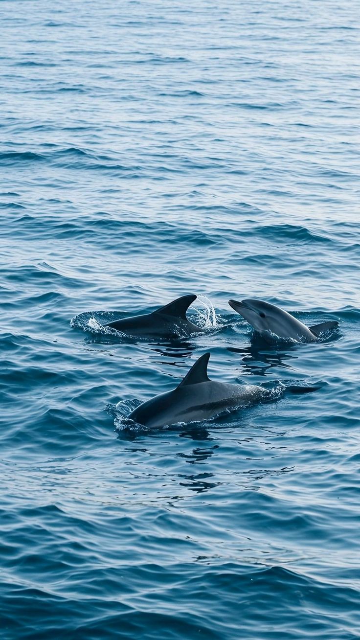 Nilaveli Dolphin Tour boat at sunset - dolphin watching experience